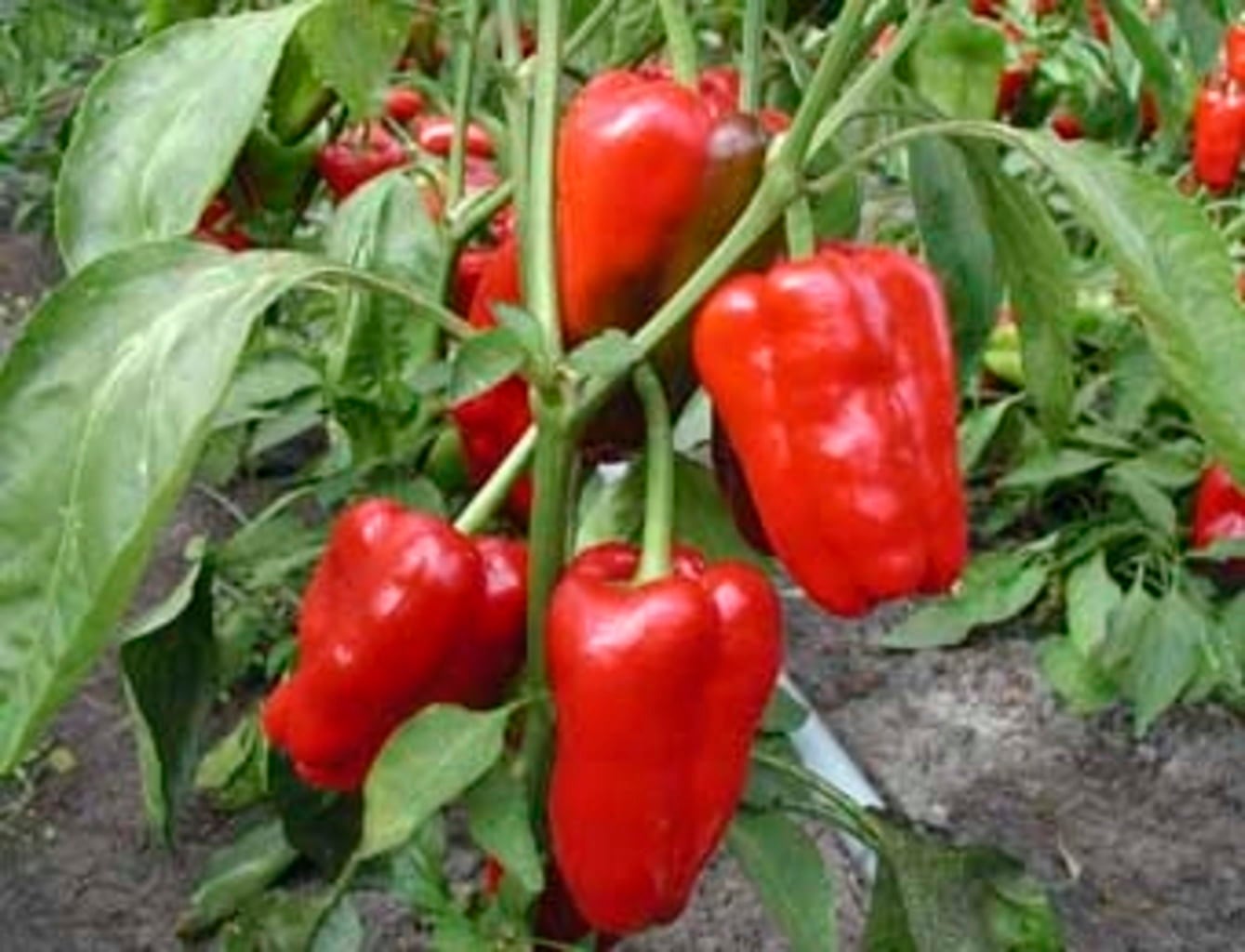 De Bolster Poivron Long Rouge Bio 