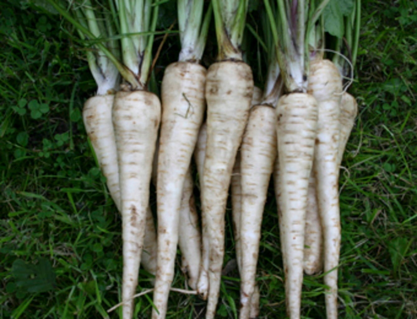 Organic Parsnips 