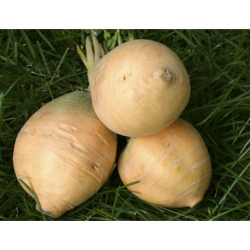 De Bolster Organic Yellow Turnips 