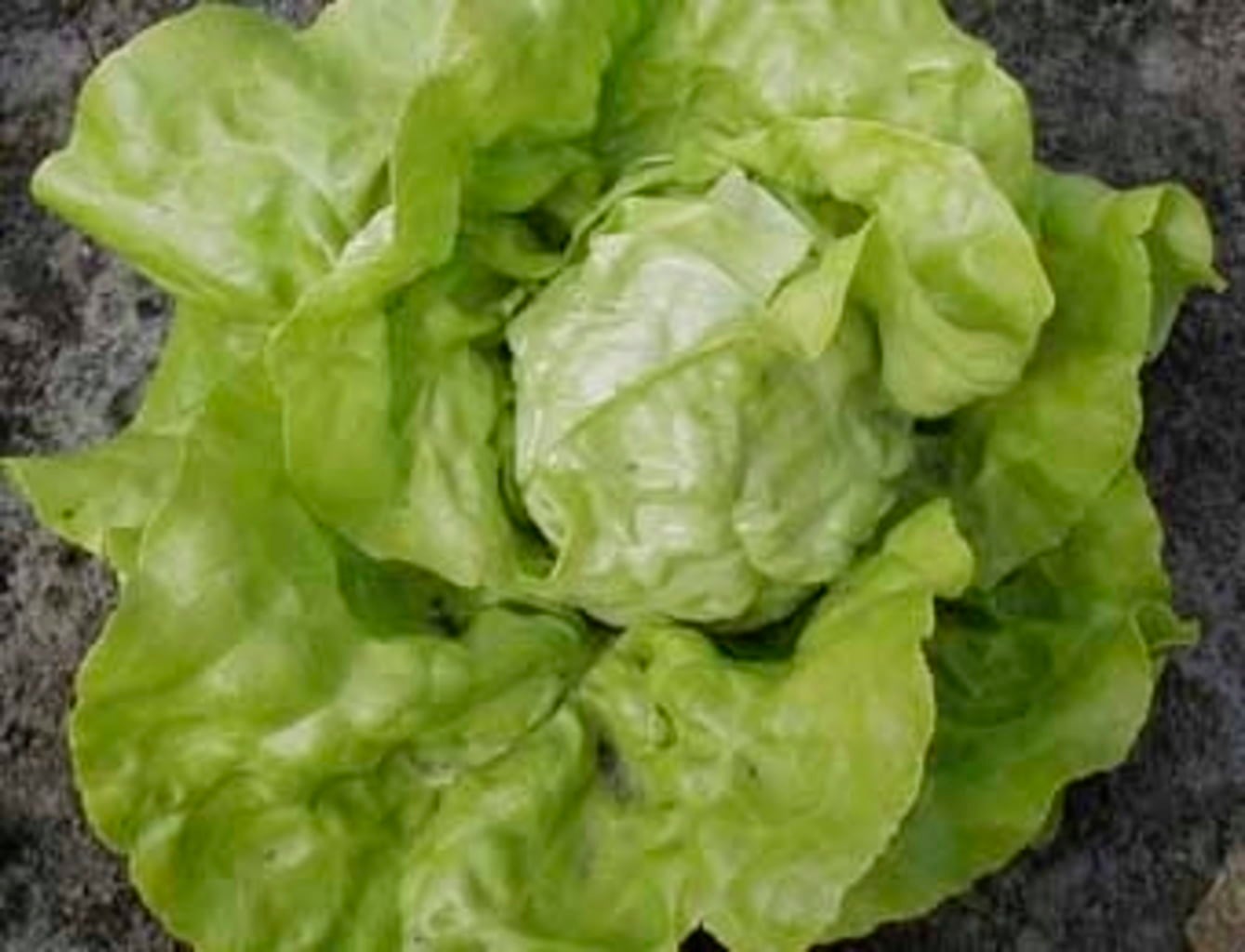Organic Lettuce 