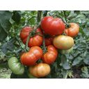 Organic Beefsteak Tomato 