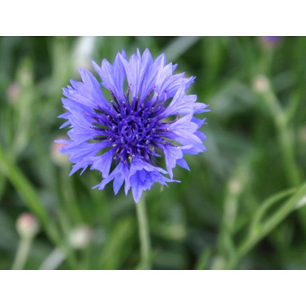 De Bolster Echte Kornblume, 1,50 g Bloomling Deutschland