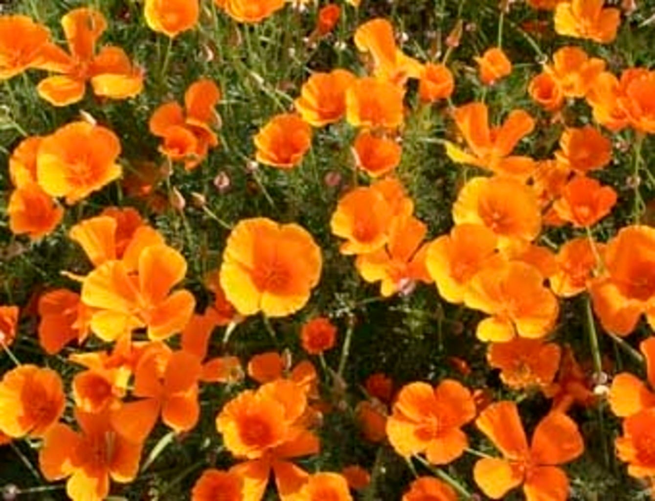 California Poppy 