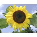 De Bolster Large Flowered Giant Sunflower - 5 grams