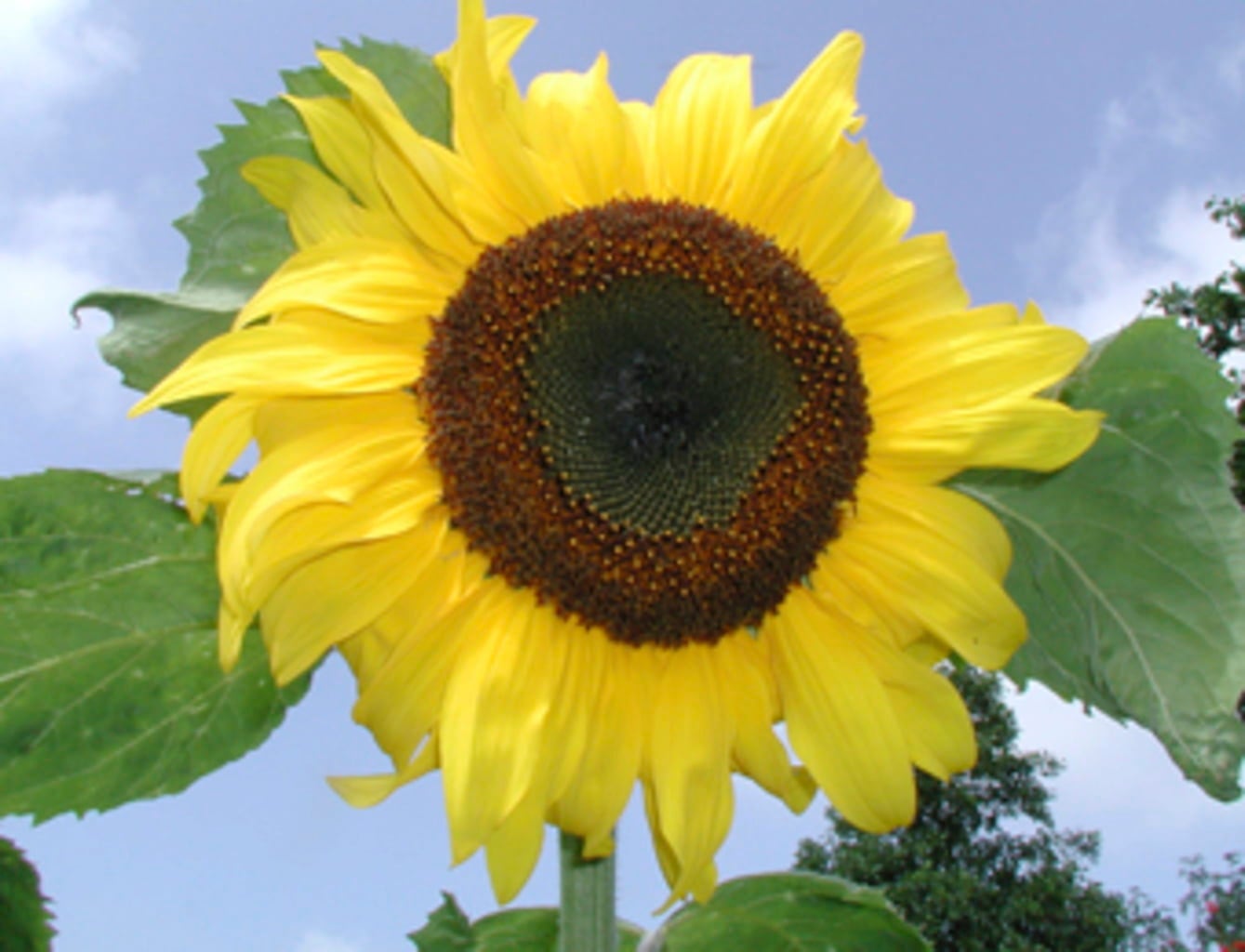 De Bolster Tournesol Géant - 5 g