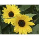 De Bolster Yellow, Medium Sunflower - 2 g