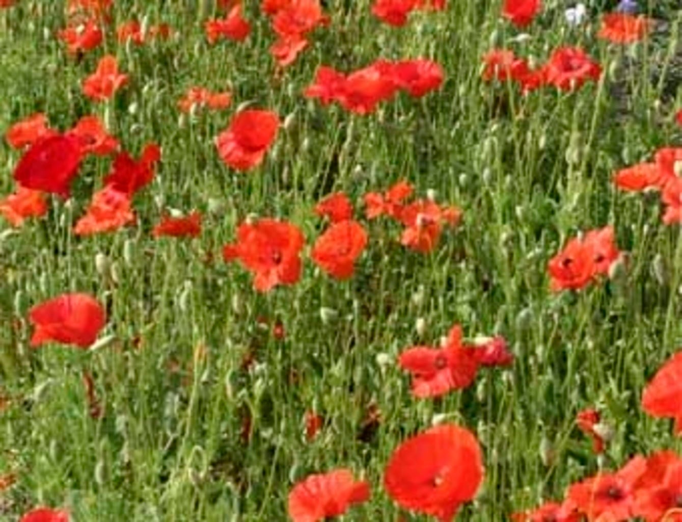 De Bolster Coquelicot - 1 g