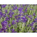 De Bolster Salvia Annuale Viola - 1 g