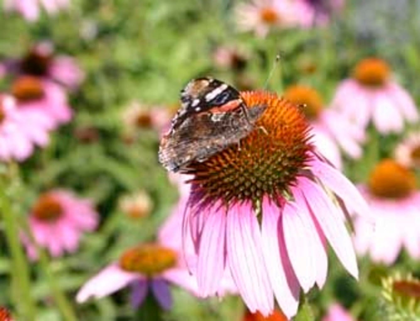 De Bolster Red Coneflower - 1 g