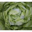 De Bolster Organic Lettuce 