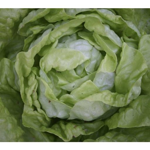 De Bolster Organic Lettuce 