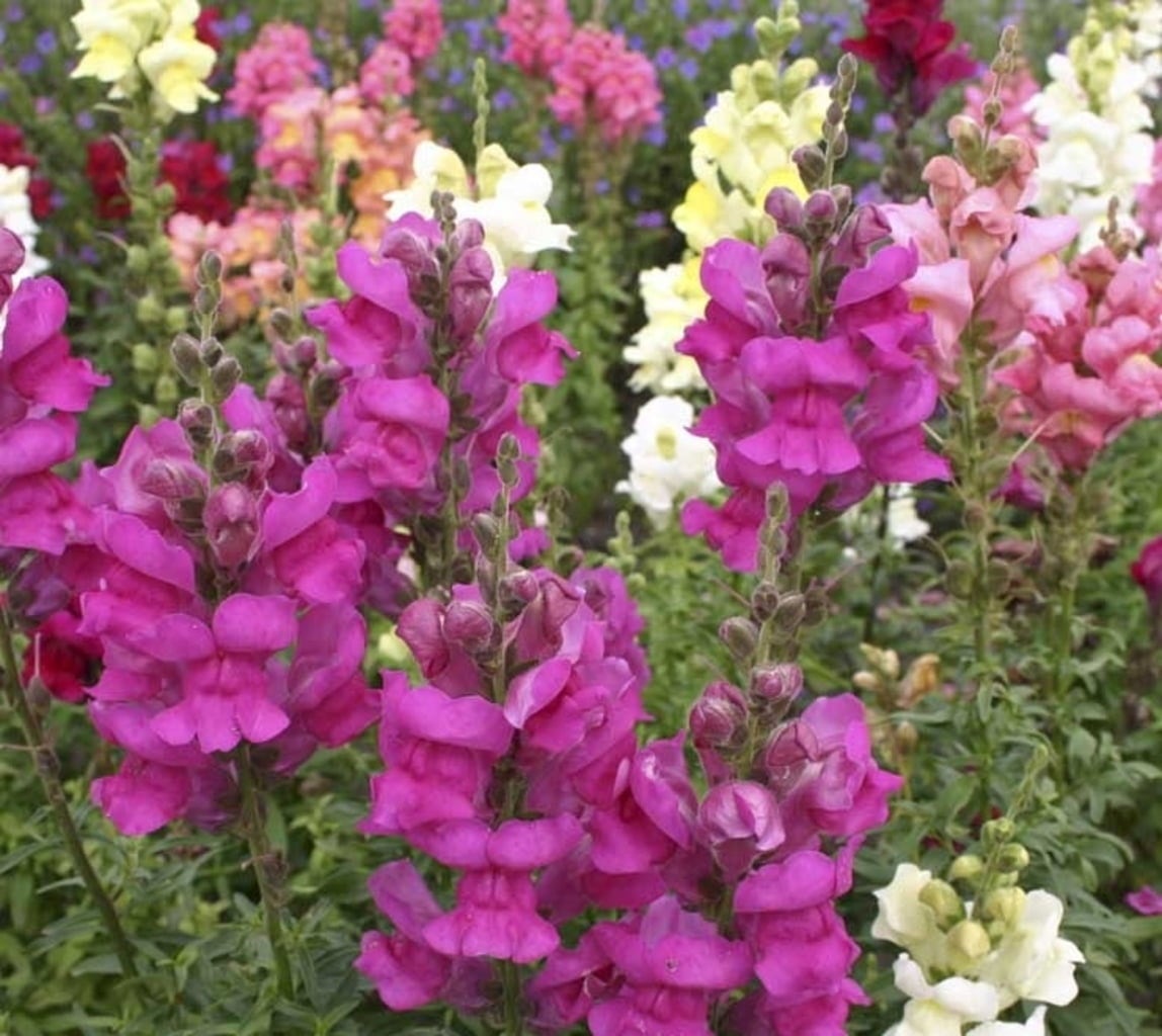 De Bolster Snapdragons - 0,50 g