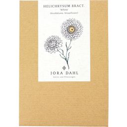 Jora Dahl Helichrysum Bracteatum - White - 1 conf.