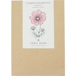 Jora Dahl Cosmea  Apricotta Cosmos Bipinnatus - 1 Verpakking