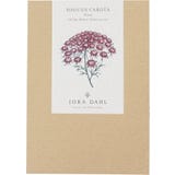 Jora Dahl Cenoura Brava "Dara" Daucus Carota