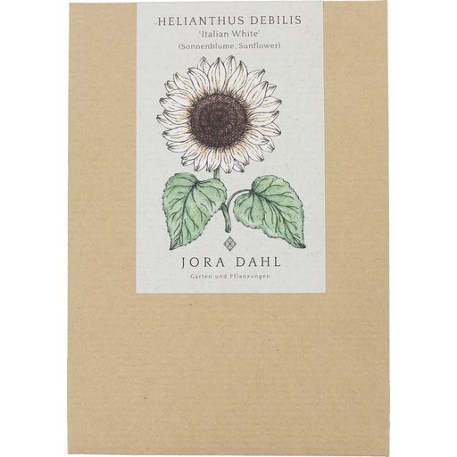 Sončnica Helianthus Debilis 