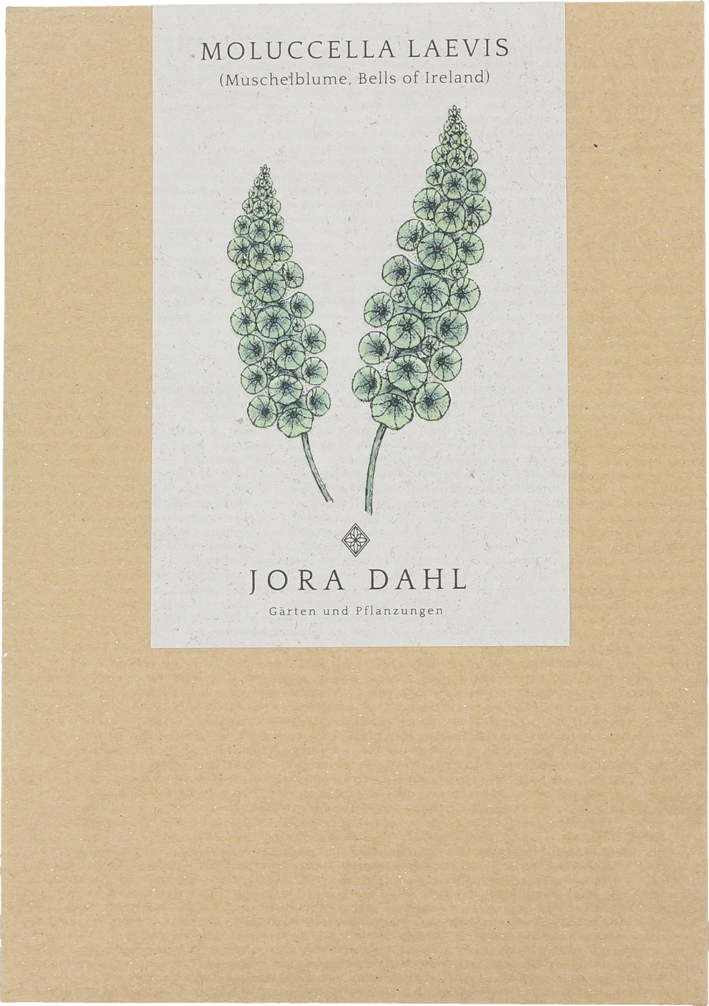 Jora Dahl Moluccella laevis - Bells-of-Ireland - 1 item