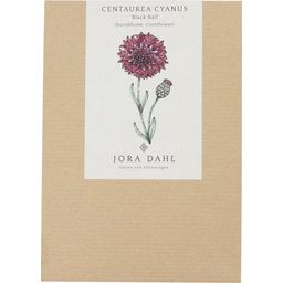Jora Dahl Centaurea Cyanus - Korenbloem Black Ball - 1 Verpakking