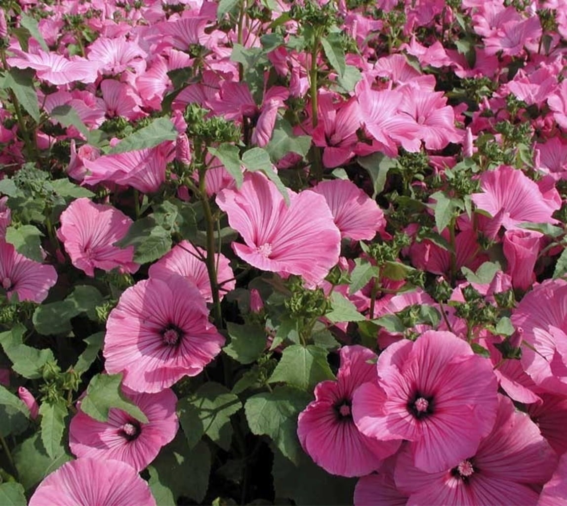 De Bolster Annual Mallow - 3 grams