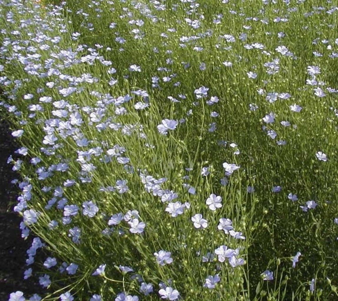 De Bolster Blauer Lein - 5 g