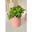 elho Bouncy Basil Herb Pot - Toffee Terra