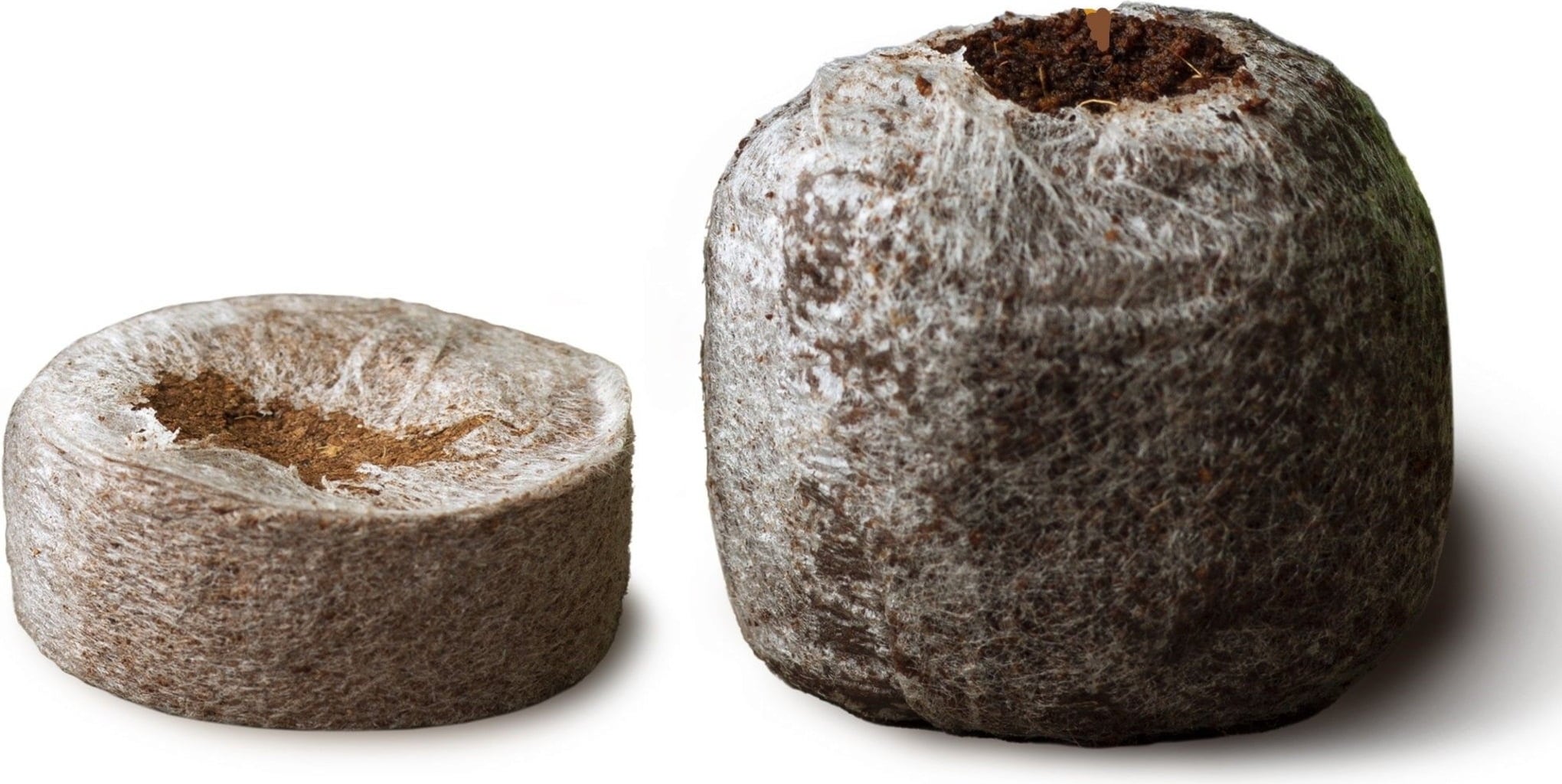 Paul Potato Coconut Soil Pot