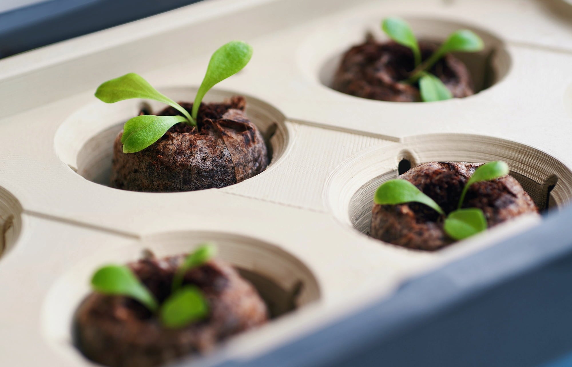 Paul Potato Coconut Soil Pot