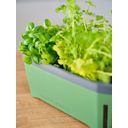 Paul Potato Harry Herbs Herb Pot - with Lid - dark green