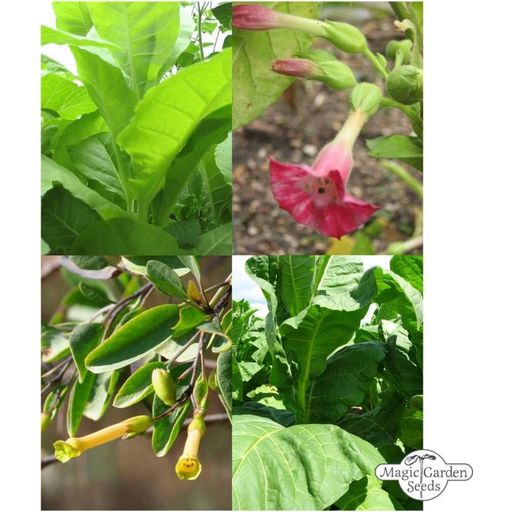 Magic Garden Seeds Tabak Vielfalt - Samenset