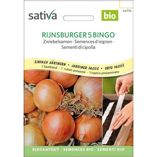 Bio nasiona cebuli, Rijnsburger 5 Bingo - nasiona na taśmie
