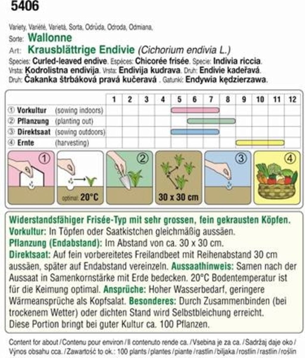 AUSTROSAAT Bio Endivie Wallone (Frisée)