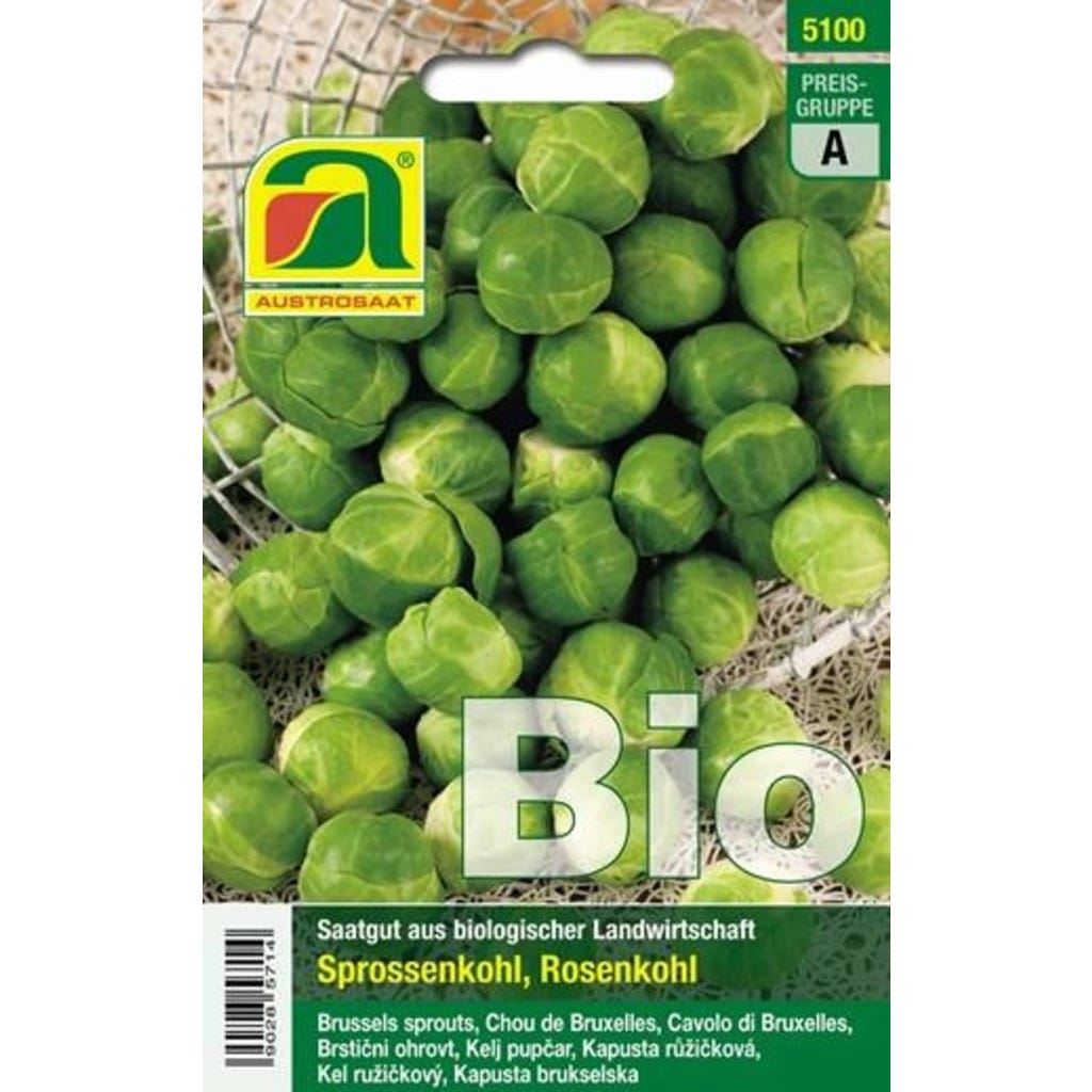 roteiche saatgut Seedeo Roteiche (Quercus rubra) Pflanze ca. 30