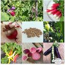 Bio zestaw nasion - warzywa na balkon i do ogrodu