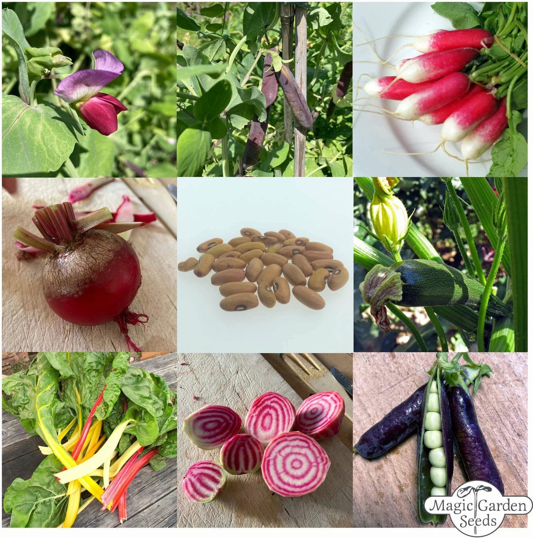 Bio začetna zelenjava za balkon in vrt - set semen
