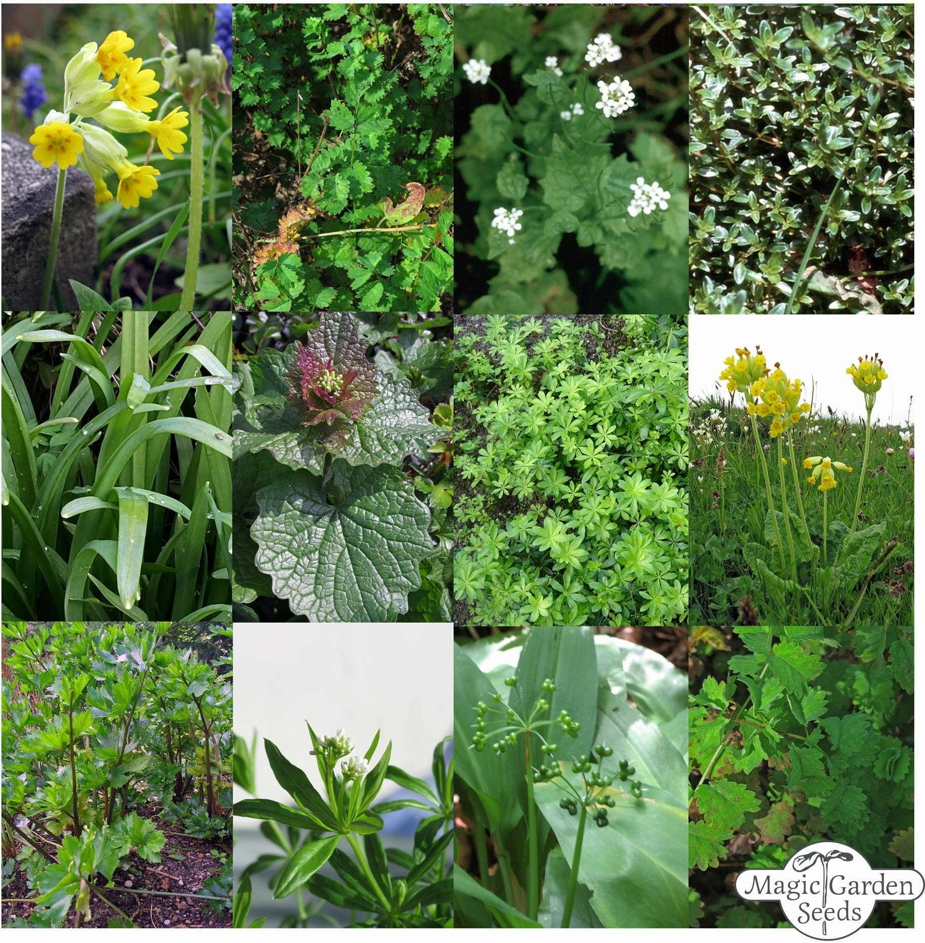 Magic Garden Seeds Herbes Sauvages - Ensemble de Graines