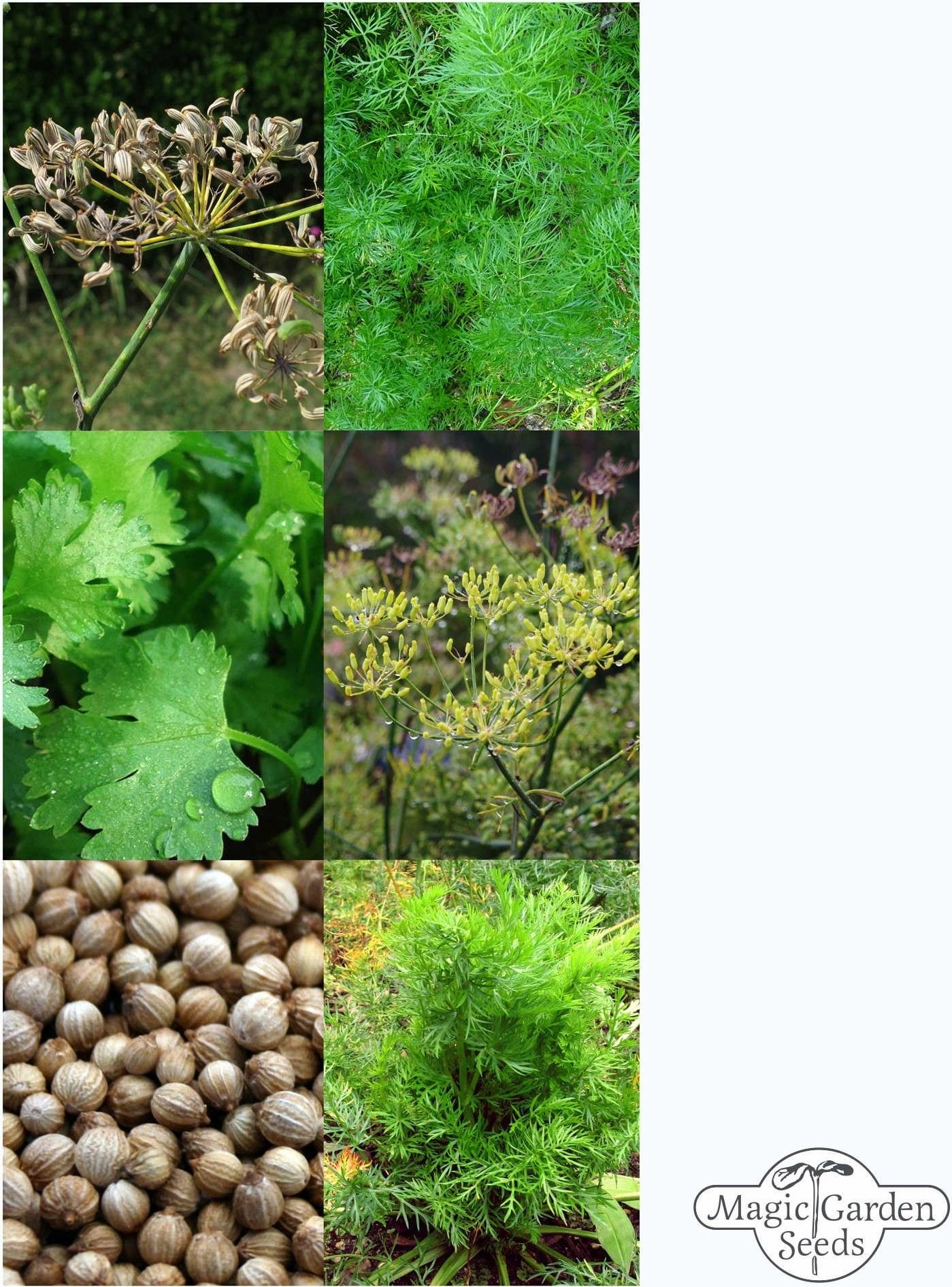 Magic Garden Seeds Klassische Brotgewürze - Samenset
