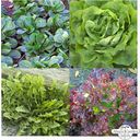 Magic Garden Seeds Vitaminreiche Salatsorten - Samenset