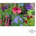 Magic Garden Seeds Im Blüten-Rausch - Bio Blumen - Samenset