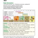 AUSTROSAAT Bio Echinacea, Roter Sonnenhut