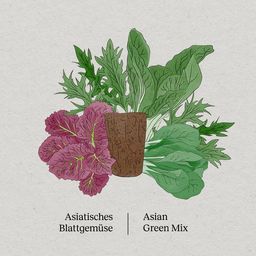BerlinGreen PlantPlugs - Asian Greens Mix 8-Pack