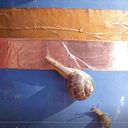 Kopersporen Snail Barrier Copper Tape 4 m x 3 cm