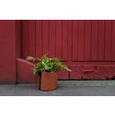 BACSAC Colour - 10 Litre Planter Bag - Rust