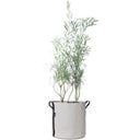 BACSAC Colour - 50 Litre Planter Bag - Natural