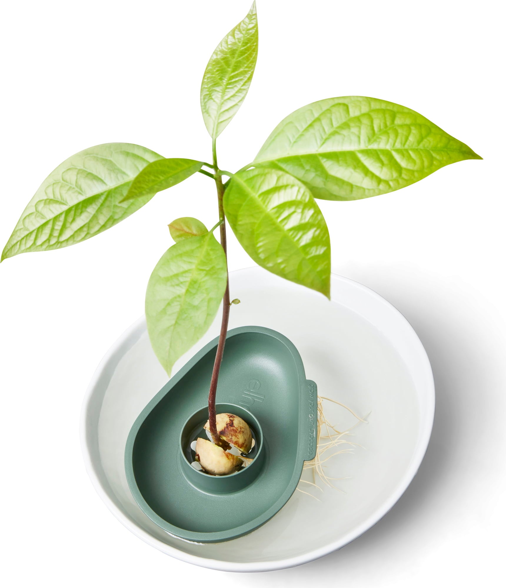 Avocado Floater 