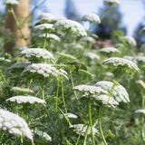 Jora Dahl Ammi-majus - Ammi majus