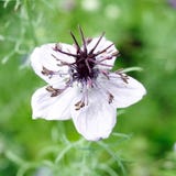 Dama-entre-verde "African Bride" Nigella papillosa