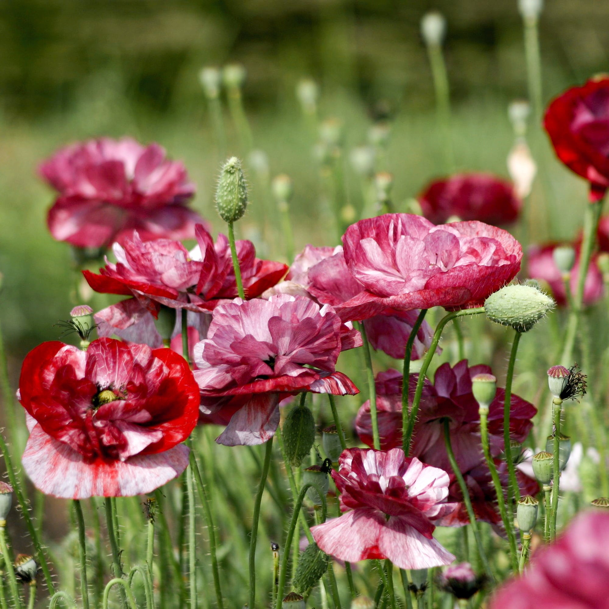 Jora Dahl Corn Poppy 