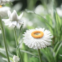Jora Dahl Strobloem White Helichrysum Bracteatum - 1 Verpakking