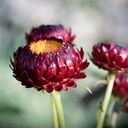 Jora Dahl Helichrysum Bracteatum - Scarlet - 1 conf.