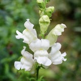 Boca-de-le&atilde;o "Royal Bride" Antirrhinum majus